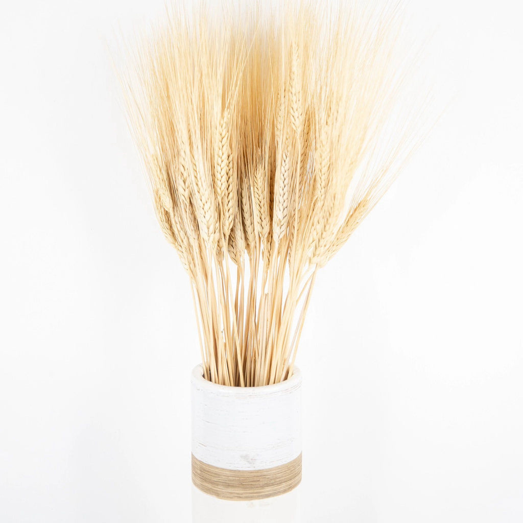Triticum Wheat Grass