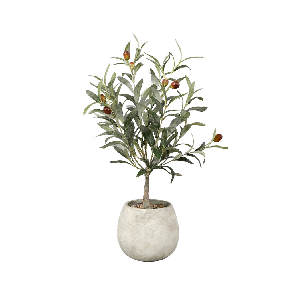 Olive Tree - 23"