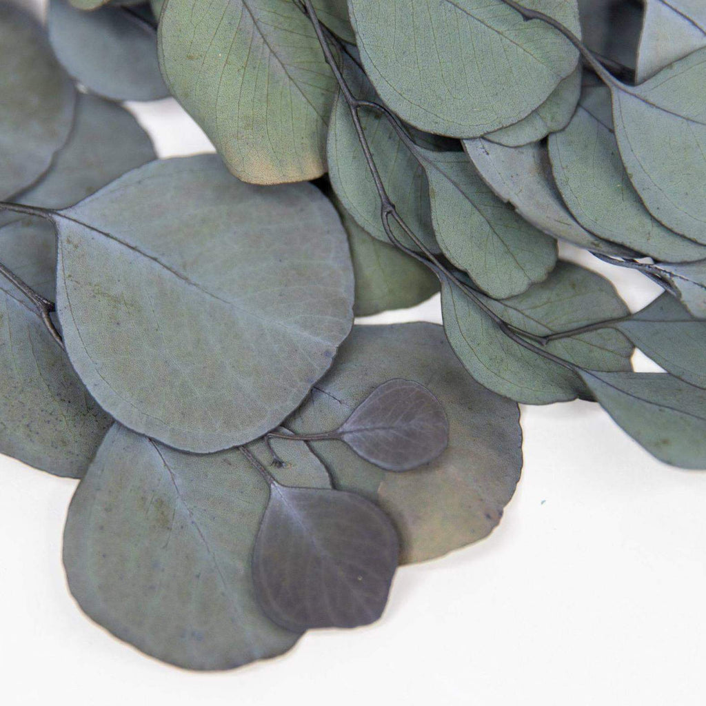 Preserved Silver Dollar Eucalyptus
