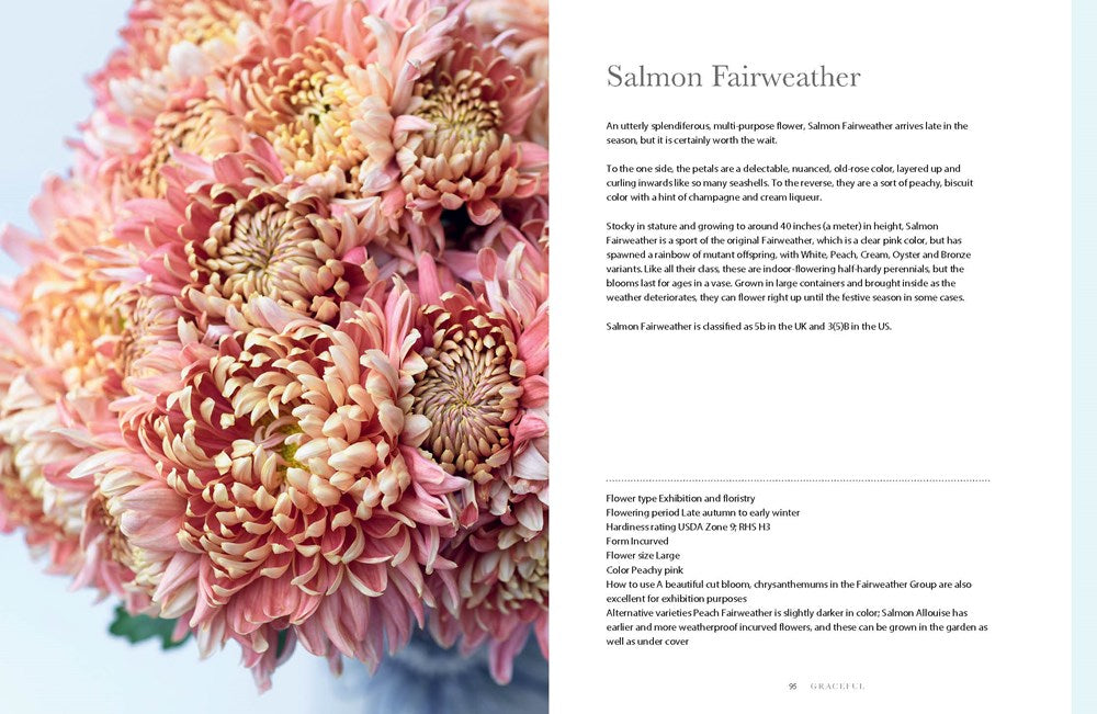 Chrysanthemums : Beautiful Varieties For Home and Garden