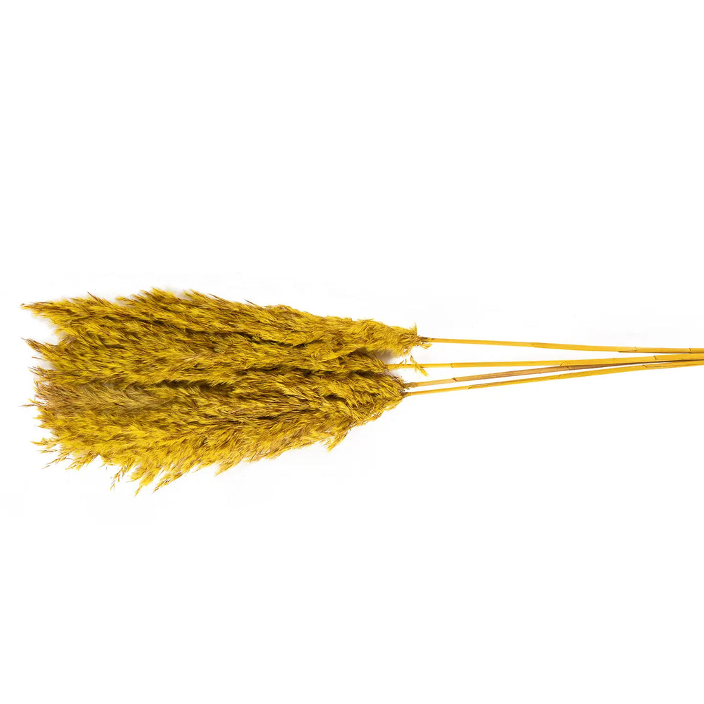 Dried Natural Pampas Yellow