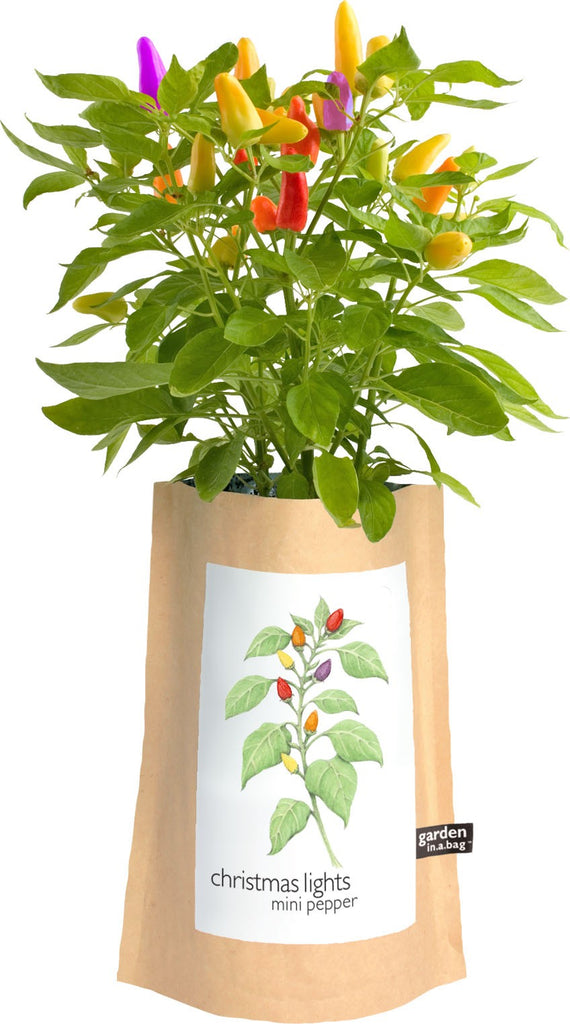 Garden in A Bag - Christmas Lights Peppers