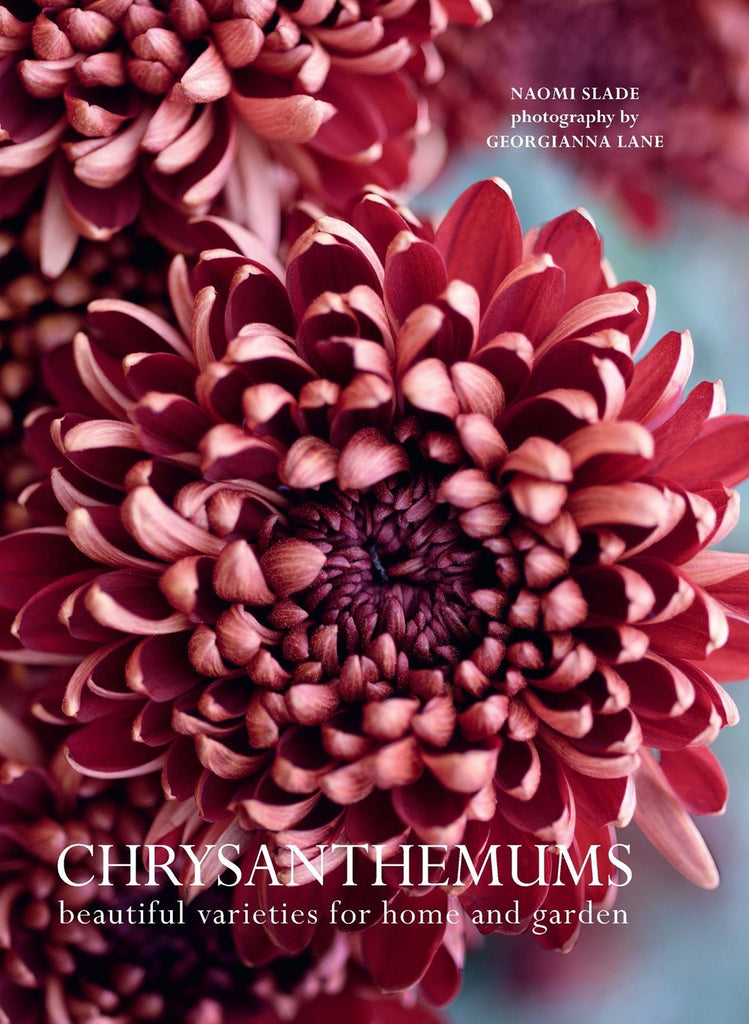 Chrysanthemums : Beautiful Varieties For Home and Garden